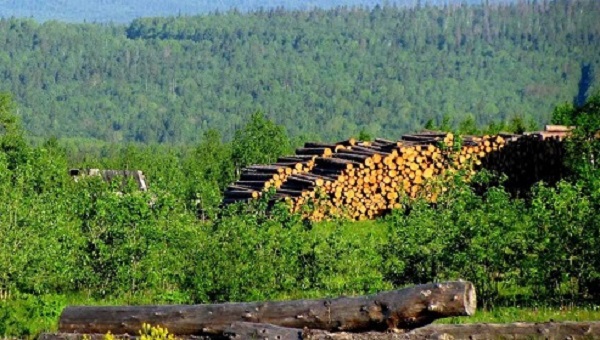 Муниципальным котельным Иркутской области могут передать невостребованный лес