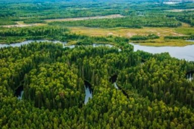 Масштабный комплексный лесоклиматический проект «Роснефти» обеспечит поглощение 10 млн тонн СО2