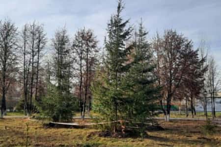 Более 100 зеленых зон появились в Новосибирской области