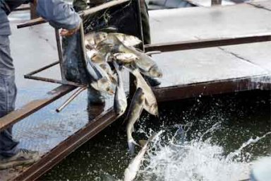 «Кузбассразрезуголь» выпустил в Беловское водохранилище 3,3 тыс. рыб для очистки водоема