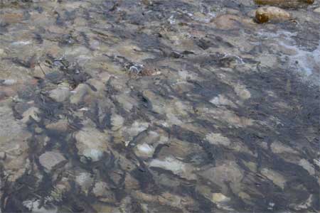 Гидроэнергетики Кабардино-Балкарии выпустили в бассейн Терека более 70 тысяч молоди каспийского лосося