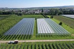 Солнечная энергия для углеродно-нейтрального выращивания яблок – проект в ФРГ