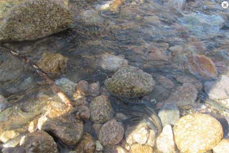 РусГидро выпустило в реки Кабардино-Балкарии 72 тысячи мальков ручьевой форели