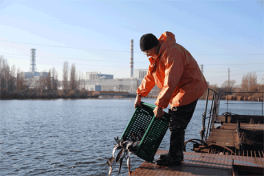 В водоем Курской АЭС в 2021 году выпущено почти 9 тонн рыбы