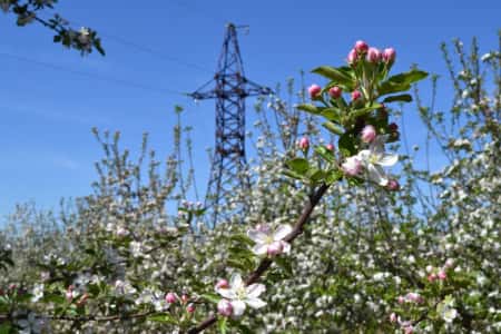 Адыгейский филиал «Россети Кубань» обеспечил электроэнергией 49 объектов АПК
