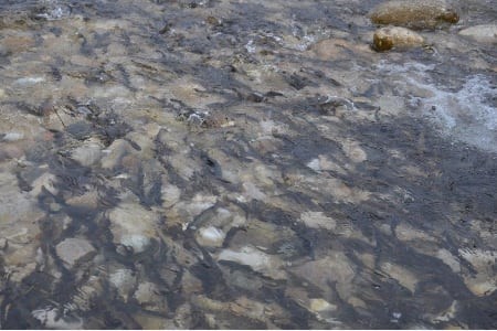 «Самотлорнефтегаз» выпустил в сибирские реки 1,3 млн мальков ценных видов рыб