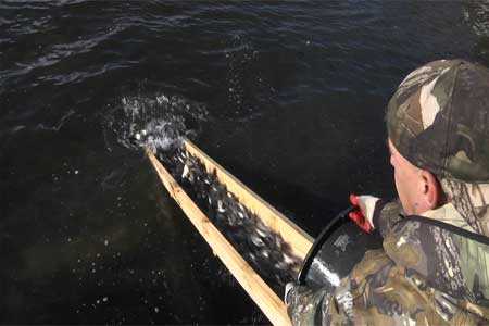 РусГидро выпустило в реки Кабардино-Балкарии более 96 тысяч мальков каспийского лосося