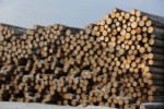 Подведены итоги инвентаризации лесов: общий запас древесины в РФ превышает 102 млрд кубометров