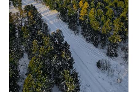 АО «Транснефть - Западная Сибирь» выполнило мероприятия по лесовосстановлению в сибирских регионах