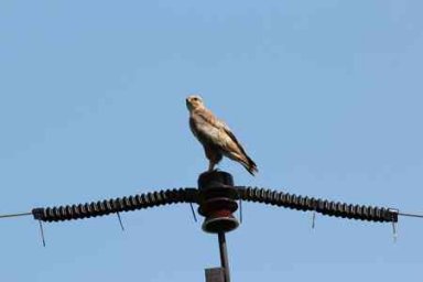 Более 2,6 тысяч птицезащитных устройств установили «Россети Юг» на линиях электропередачи