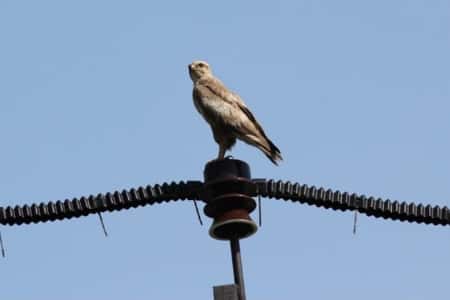 «Россети Кубань» установила на ЛЭП около 5000 птицезащитных устройств в 2020 году