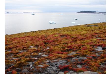 В Арктике пробурят разведочную скважину