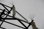 В Чувашии энергетики увеличивают количество птицезащитных устройств на ЛЭП