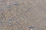 АО «Транснефть – Урал» выпустило в реку Белую в Башкортостане более 100 тысяч мальков стерляди