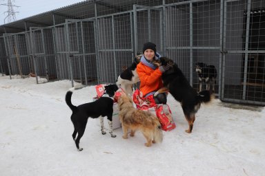 Ульяновские энергетики помогли приюту для бездомных животных