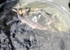ООО «Транснефть – Балтика» выпустило мальков стерляди в Угличское водохранилище ООО «Транснефть – Балтика» выпустило мальков стерляди в Угличское водохранилище