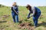 В Березовском угольщики «Северного Кузбасса» ГК ТАЛТЭК высадили хвойные деревья