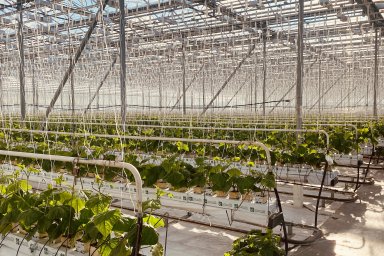 Энергетики филиала «Самарские РС» построили линии электропередачи для электроснабжения овощного комплекса Энергетики филиала «Самарские РС» построили линии электропередачи для электроснабжения овощного комплекса